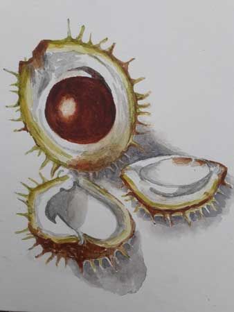 Conkers