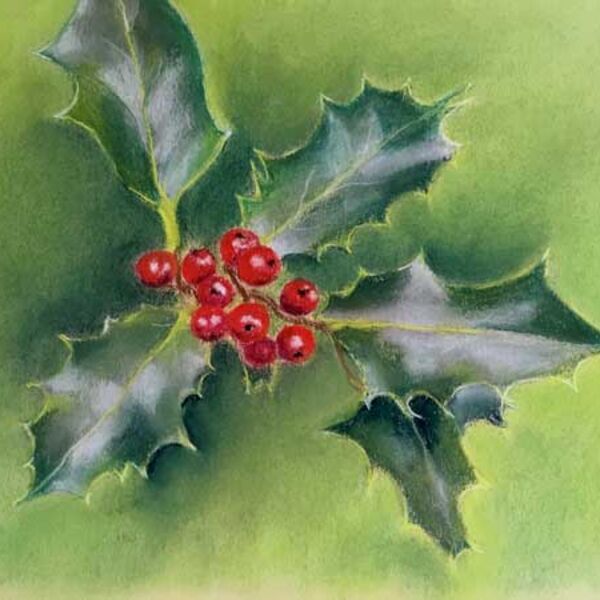 Holly - Christmas Card