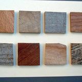 Wych elm exhibition 2009