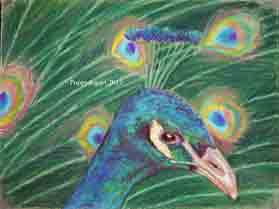 Scottish Peacock