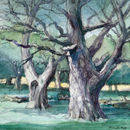 Old trees in the park