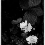 Cistus Sisters?