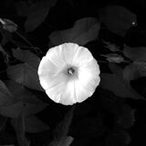 Parasol.