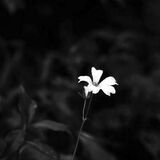 Whirligig..