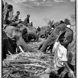 Elephant Wedding Breakfast (Thailand 2006)