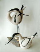 avocets