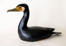 Cormorant