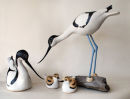 Avocets and young