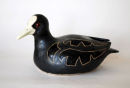 Coot