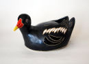 Moorhen