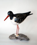 Oystercatcher