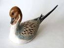 pintail 2