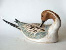 pintail