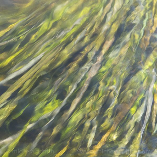 Siren Song
