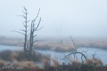 Hatertse Vennen (winter)