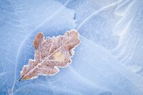 Hatertse Vennen Landschap DSC7527