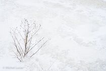 Hatertse Vennen Landschap DSC7756