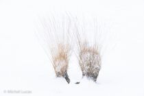 Hatertse Vennen Landschap DSC7778