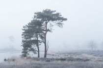 Hatertse Vennen Landschap  DSC7130