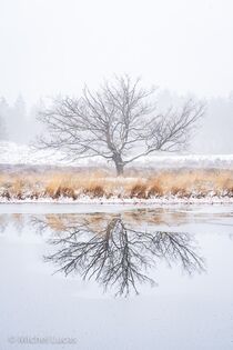 Hatertse Vennen Landschap  DSC7363