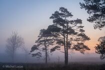 Hatertse Vennen Landschap  DSC8502