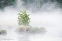 Hatertse Vennen Landschap  DSC9391