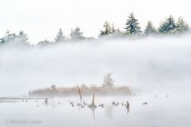 Hatertse Vennen Landschap  DSC9613