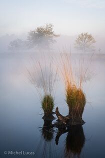 Hatertse Vennen Landschap  DSC9678