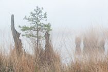 Hatertse Vennen Landschap  MG 7502