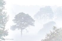 Hatertse Vennen Landschap  MK03843