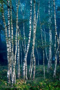 Hatertse Vennen Landschap  MK09109