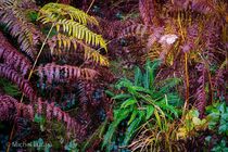 Herfst Hoge Venen (België)
