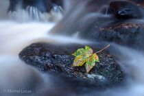 Hoge Venen Landschap CIN9177