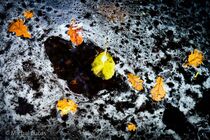 Hoge Venen Landschap DSC1239