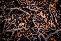 Hoge Venen Landschap DSC1942