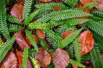 Hoge Venen Landschap DSC2534