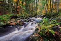 Hoge Venen Landschap MG 6252