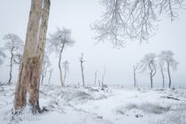 Hoge Venen Noir Flohay Landschap JBR5761