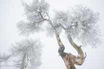 Hoge Venen Noir Flohay Landschap JBR5795