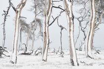 Hoge Venen Noir Flohay Landschap JBR5866