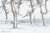 Hoge Venen Noir Flohay Landschap JBR5882