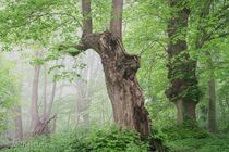 Jansberg Landschap  DSC9271