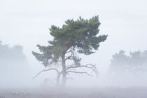 Maasduinen Landschap  DSC1304