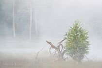 Maasduinen Landschap  DSC1571