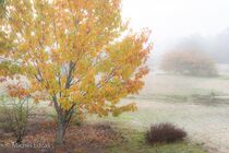Maasduinen Landschap  DSC5015