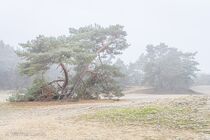 Maasduinen Landschap  DSC5023