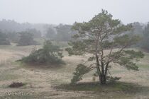 Maasduinen Landschap  DSC5869