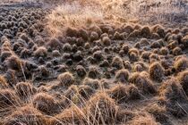Maasduinen Landschap  DSC8226