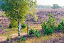 Mookerheide Landschap  DSC1999