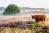 Mookerheide Landschap  DSC2293